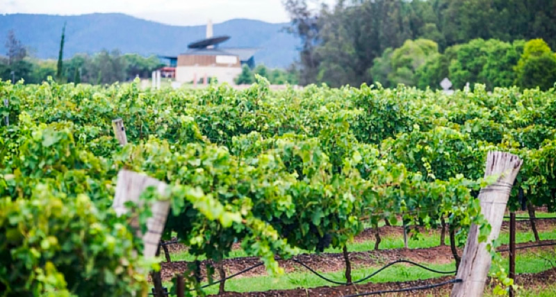 ST VERNAY VINEYARD